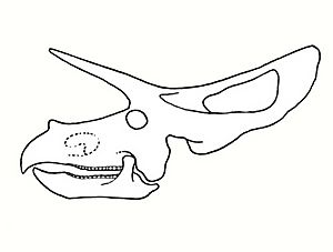 Archivo:Torosaurus skull AMNH