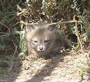 Archivo:Urocyon littoralis pup