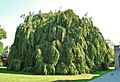 Weeping European Beech Tree at Chateau-sur-Mer, Newport, RI - August 29, 2015