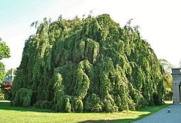 Weeping European Beech Tree at Chateau-sur-Mer, Newport, RI - August 29, 2015