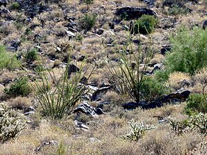 Archivo:White Tank Mountains Regional Park - Two Ocotillos - 60134