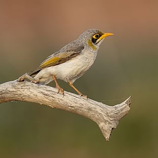 Yellow-throated Miner - Sturt National Park.jpg