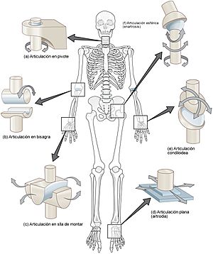 Archivo:909 Types of Synovial Joints esp