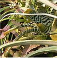 Aechmea chantinii BotGardBln310505