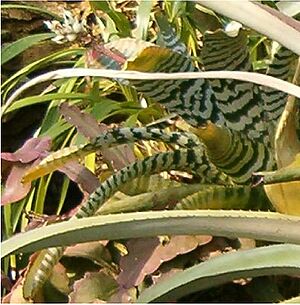 Archivo:Aechmea chantinii BotGardBln310505