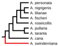 Agapornis phylogeny