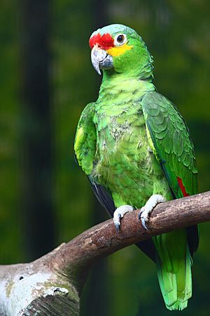 Archivo:Amazona autumnalis -Jurong BirdPark-8b