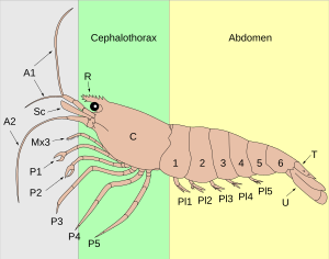 Archivo:Anatomy of a shrimp (colour)