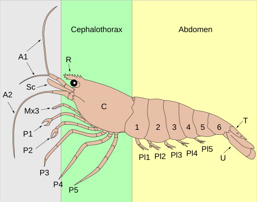 Archivo: Anatomy of a shrimp (colour)