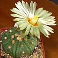 Astrophytum asterias flower