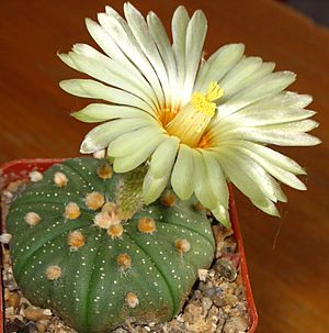 Archivo:Astrophytum asterias flower