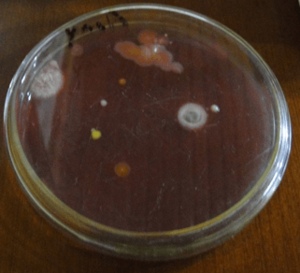 Archivo:Bacteria