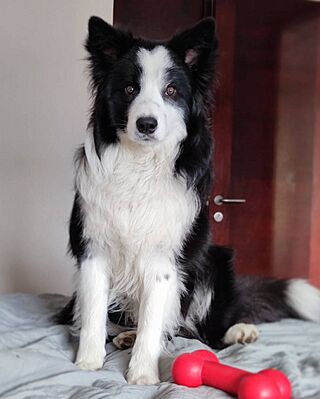 Border collie canon.jpg