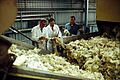 CSIRO ScienceImage 1660 Laboratory work