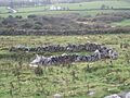 Caherconnell stone fort - outside ruins