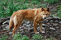 Canis lupus dingo - cleland wildlife park