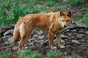 Canis lupus dingo - cleland wildlife park.JPG