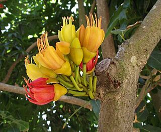 Castanospermumaustrale2.jpg