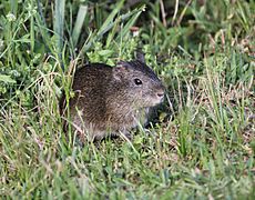 Cavia aperea pamparum Esteros del Iberá.jpg