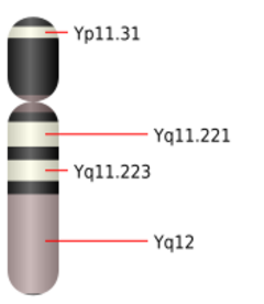 Archivo:Chromosome Y