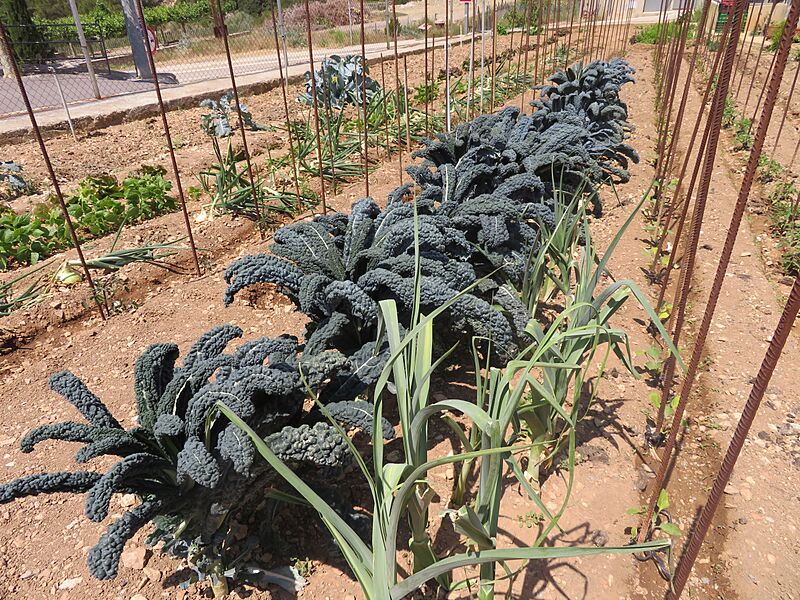 Col Kale