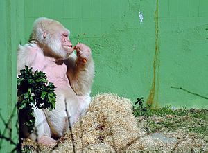 Archivo:CopitoDeNieveGorilaAlbinoZooBarcelona