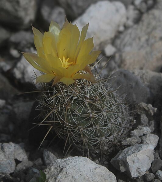 Coryphantha glanduligera 2