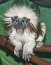 Cottop Top Louisville Zoo.jpg