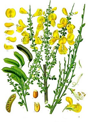 Archivo:Cytisus scoparius - Köhler–s Medizinal-Pflanzen-200
