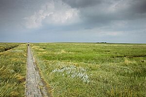 Archivo:Eiderstedt-marshland