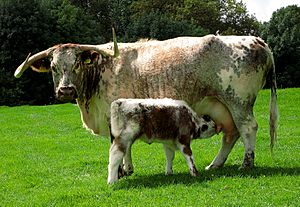 Archivo:English Longhorn cow and calf