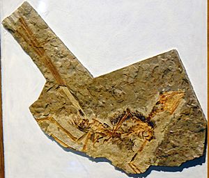 Archivo:Epidexipteryx replica in Japan