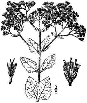 Archivo:Eupatorium rotundifolium drawing 01