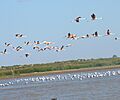 FLAMENCOS VOLANDO Y CISNES COSCOROBA