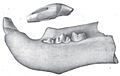 Felis atrox jaw