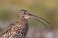 Flickr - Rainbirder - Curlew (Numenius arquata)