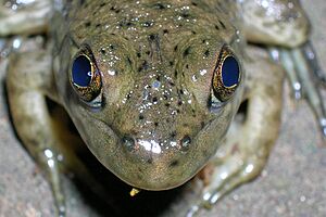 Archivo:Frog parietal eye