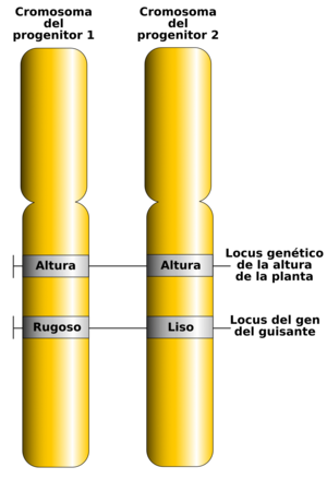 Archivo:Gene Loci and Alleles-es