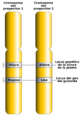 Gene Loci and Alleles-es