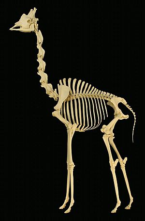 Archivo:Giraffe skeleton