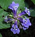 Great Lobelia 2 (2873296393)