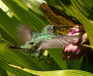 Green-and-white hummingbird feeding.JPG