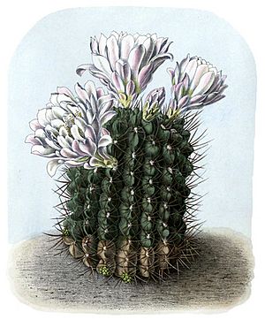 Archivo:Gymnocalycium gibbosum BlKakteenT55