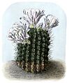 Gymnocalycium gibbosum BlKakteenT55