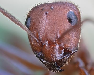 Archivo:Hormiga roja de la madera (Formica rufa), Hartelholz, Múnich, Alemania, 2020-06-28, DD 72-83 FS