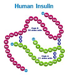 Archivo:Human Insulin