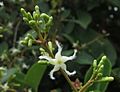 Ichnocarpus frutescens11