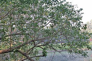 Archivo:Indian Tulip Tree (Thespesia populnea) tree in Kolkata W IMG 3533