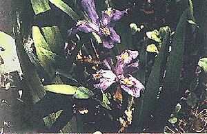 Archivo:Iris-lacustris