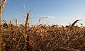 Just wheat.